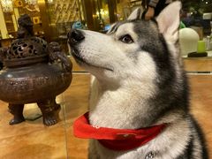 -more than meow吴止猫主题餐厅(承德 中船汇店)