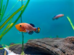 -上海海洋水族馆