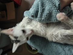 -博特宠物医院24h犬猫全科.骨科·异宠