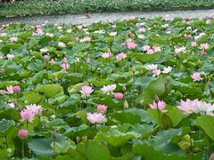 -荔湾湖公园