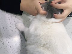 -佳雯宠物医院(金华南路分院)