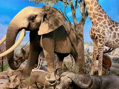 -陕西自然博物馆