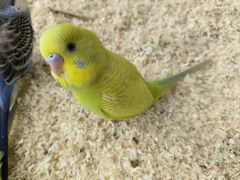 -怪兽屋·羊驼·猫咖·狗咖(俊华广场店)