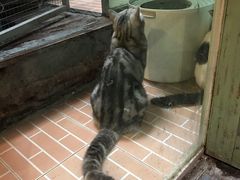 -猫咪博物馆(顶澳仔猫街店)