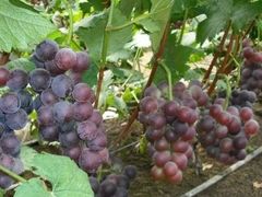 -马陆小张葡萄园农家乐