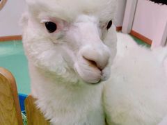 -藦茜花园宠物主题亲子互动体验馆(国顺东路店)