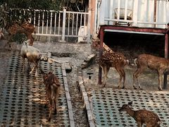 -北京鹿世界主题园