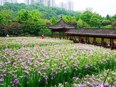 -龙头寺公园