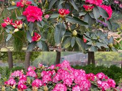 -上海滨江森林公园