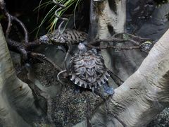 -帕帕拉兹宠物(亚洲旗舰店)