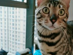 -猫爪屋猫咖(乐汇城店)
