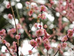 -成都杜甫草堂博物馆