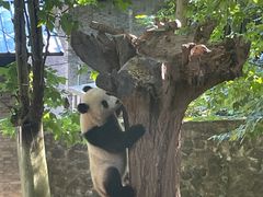-都江堰中华大熊猫苑