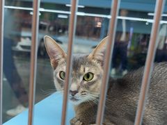 -FAELING PETS美天灵宠物(合生汇店)