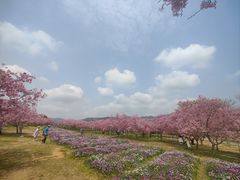 -天适樱花悠乐园