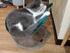 -滚猫咖啡·猫咖·猫友好撸猫(未来城店)