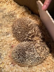 -Zoolung Zoolung动物主题公园(海信广场店)