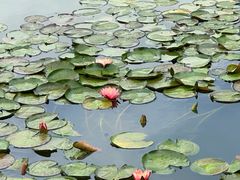 -新虹桥中心花园
