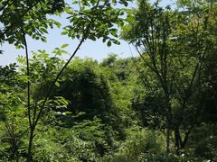 -洈水景区