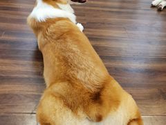 -柯斗斗主题餐厅·狗咖·围炉煮茶·茶饮(国瑞升平里店)