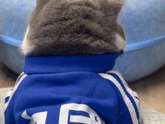 -柴迷FANS CLUB·柴犬狗咖·猫咖