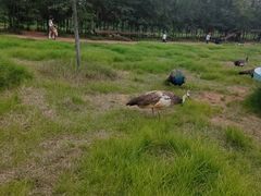 -云南野生动物园