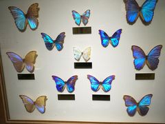 -上海昆虫博物馆