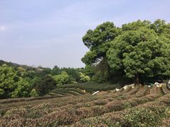 -西湖风景区十里琅珰-五云山