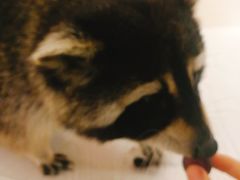 -浣熊柯尔鸭土拨鼠·电玩咖