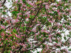 -元大都城垣遗址公园