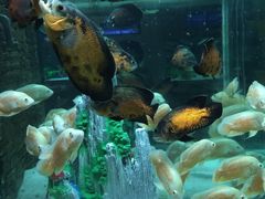 -洛阳龙门海洋馆