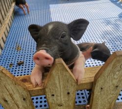 -萌宠亲子动物乐园(槐房万达店)