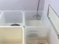 -灵龟之家百象馆(百象馆联合旗舰店)