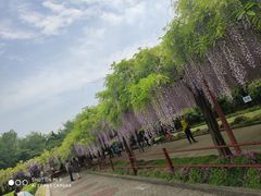 -嘉定紫藤园
