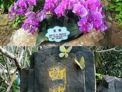 -亚龙湾国际玫瑰谷