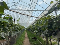 -马陆小张葡萄园农家乐