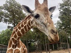 -清迈夜间动物园