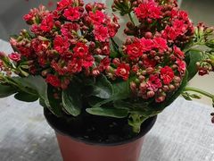 -循礼门鲜花花市(武汉循礼门店)