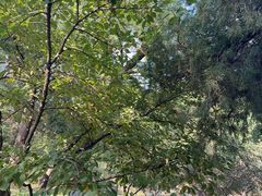 -北京大学百年讲堂