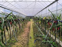 -洪湖家庭农场·团建·露营·会议