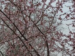 -桃花堤公园