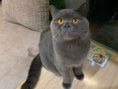 -猫和宫(六道口店)