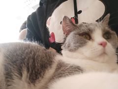 -飞行喵MR PILOT|猫舍·猫咖(静安大融城店)