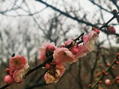 -无锡梅园公园