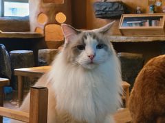 -猫猫幼稚园·撸猫·桌游·电玩