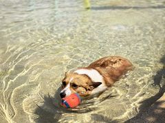-爪吧宠物乐园 (温榆河示范区店)