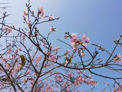 -天适樱花悠乐园