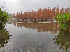 -白鹭湾湿地公园
