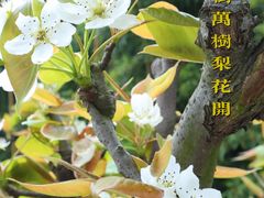 -树山生态村