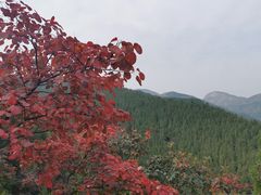 -黄花溪